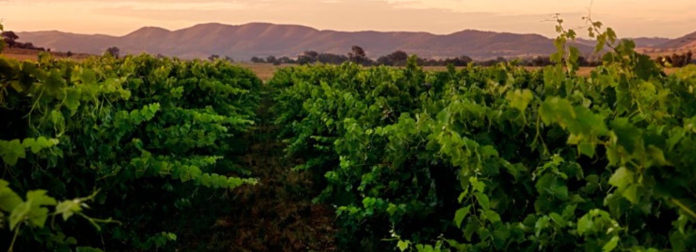 Bunnamagoo Estate vineyard